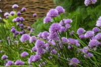 Allium schoenoprasum - ciboulette - juin 