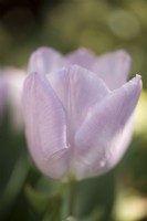 Tulipa Bonbon Prince 