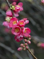 Chaenomeles speciosa fleur de coing japonais mi-février 