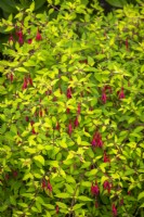 Fuchsia magellanica var. gracilis 'Aurée' 
