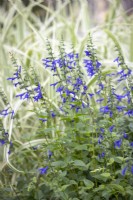 Salvia guaranitica 'Blue Enigma' syn. Salvia ambigens - Sauge parfumée à l'anis 