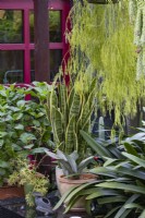 Une exposition de plantes en pot sur une table extérieure en verre avec un Sansevieria panaché et un Rhipsalis traînant. 