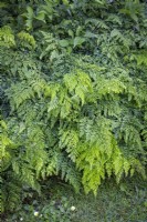 Adiantum venustum - Fougère maidenhair à feuilles persistantes 