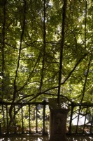 Un balcon couvert de plantes suspendues dans le Jardin de la Galera, Jardin de la Galère. Jardins du Palais Royal de l'Alcazar, Séville. Espagne. Septembre. 