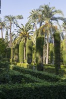 Haies dans le Jardin del Laberinto, le jardin Maze, avec d'imposants palmiers dattiers, Pheonix dactylifera, derrière. Jardins du véritable palais de l'Alcazar, Séville. Espagne. Septembre. 