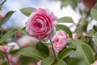 Camellia williamsii 'EG Waterhouse panaché' 