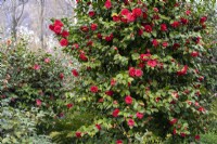 Camellia japonica 'Grand Sultan'.Parco delle Camelie, Camellia Park, Locarno, Suisse 