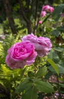Rosa 'Gertrude Jekyll' - Ausbord - Juin 