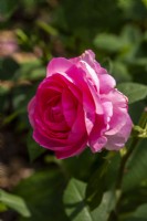 Rosa 'Gertrude Jekyll' - Ausbord - Juin 