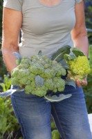 Calabrese 'Quinta' et chou-fleur 'Romanesco Celio'' récoltés. 