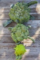 Calabrese 'Quinta' et chou-fleur 'Romanesco Celio' récoltés. 