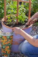 Planter Thunbergia en pot. Épandre l'engrais sur la surface avec une fourche de jardin. 