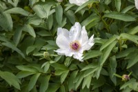 Paeonia ostii 'Feng Dan Bai' - syn. Paeonia 'White Phoenix' - Pivoine arbustive chinoise en mai. 