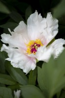 Paeonia ostii 'Feng Dan Bai' - syn. Paeonia 'White Phoenix' - Pivoine arbustive chinoise en mai. 