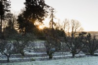 Avenue de pommiers formés dans le potager de Hergest Croft, un matin glacial de janvier 