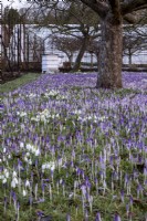 Crocus tommasinianus, Galanthus nivalis et ruches d'abeilles blanches dans le verger de West Dean Garden. 