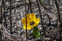 tulipe jaune - tulipa avec du noir au milieu, fleurit largement un jour de printemps. Protégé par de fines branches de pommier provenant de cerfs. Plante vivace bulbeuse dressée 