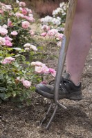 Utiliser Rose Fork pour aérer les racines des roses 