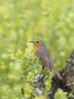 Erithacus rubecula - Robin perché dans un pré de fleurs sauvages 