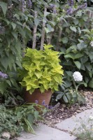Coleus panaché vert lime en pot, avec Agastache 'Black Adder' en bordure de jardin contemporain 