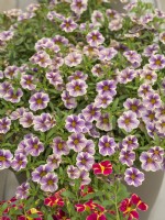 Calibrachoa Calipetite Blue Vein, été juillet 