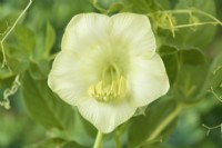 Cobaea scandens f. alba Tasse et soucoupe à fleurs blanches vigne septembre 