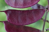 Lablab purpureus 'Ruby Moon' Haricots jacinthes Syn. Dolichos 'Ruby Moon' septembre 