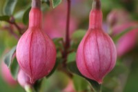 Fuchsia 'Ringwood Market' Boutons floraux septembre 