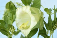 Cobaea scandens f. alba Tasse et soucoupe à fleurs blanches vigne septembre 
