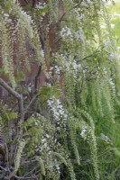Glycine floribunda 'Alba', mai 