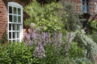 Parterre mixte d'arbustes et de plantes vivaces, comme Dictamnus albus Purpureus, contre un mur de maison, juin 