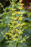 Salvia madrensis 'Dunham' 