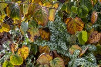 Arum italicum subsp. italicum 'Marmoratum' parmi les feuilles tombées d'Hamamélis 