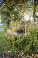 Plantation en bordure de route au Wild Thyme Cottage, notamment du Pinus mugo, des graminées ornementales et du bouleau à plusieurs tiges en novembre 
