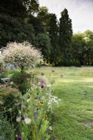 Salix integra 'Hakuro-nishiki' dans un jardin de campagne en juillet 