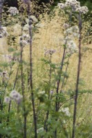 Thalictrum 'Elin' parmi les arêtes dorées de Stipa gigantea en juillet 