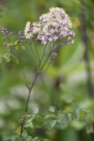 Thalictrum 'Elin' en juillet 