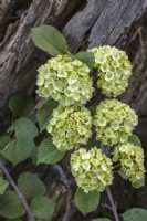 Viburnum plicatum 'Rotundifolium' - fleurs en mai 