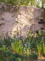 Parterre de fleurs avec des iris de Benton dont 'Benton Olive' près du mur d'enceinte peint avec de la peinture naturelle. The Nurture Landscapes Garden, Designer : Sarah Price, médaillée d'or au Chelsea Flower Show 2023 
