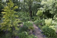 Jardin boisé avec sentier menant à la forêt d'aulnes noirs 
