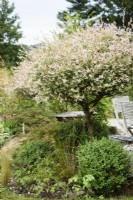 Salix integra 'Hakuro-nishiki' en juillet 