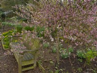 Salix gracilistyla 'Mount Aso' - chatons poilus de saule hiver février 