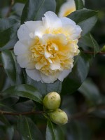 Camellia x williamsii 'Jurys Yellow' Début mars 