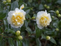 Camellia x williamsii 'Jurys Jaune' 