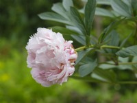 Paeonia lactiflora 'Sarah Bernhardt' - pivoine herbacée du jardin, juin 