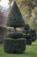 Buissons d'ifs topiaires à Wisley Gardens, Surrey 