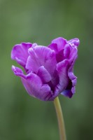 Tulipe 'Perroquet Bleu' 