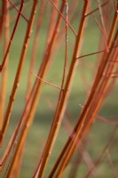 Salix alba var. vitellina 'Yelverton', Willow, février 