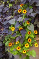 Thunbergia alata 'SunEyes Orange Beauty' avec Ipomoea batatas 'Solar Tower Black' - Vigne de patate douce - dans un pot en terre cuite 