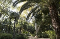 Les palmiers dattiers, Phoenix dactylifera, poussent parmi d'autres arbres et arbustes dans le Parque de Maria Luisa, Séville, Espagne. Septembre 